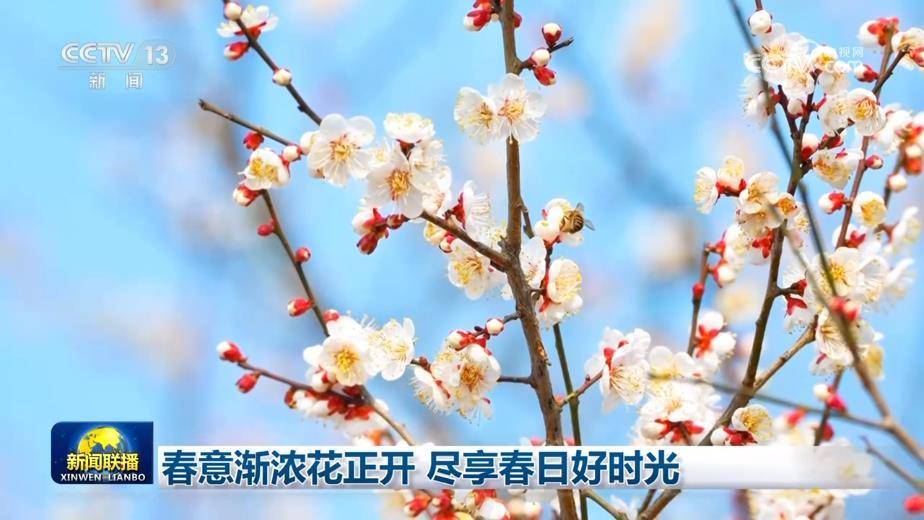 春意渐浓花正开 尽享春日好时光